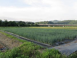 青ねぎ